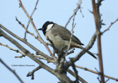 Pycnonotus leucotis μαλλον δραπετης απο αιχμαλωσια στο παρκο Τριτση
