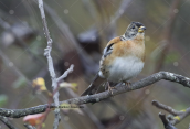 Χειμωνόσπινος (Fringilla montifringilla) στη Παρνηθα