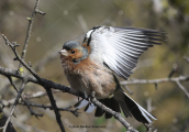 Σπινος (Fringilla coelebs)