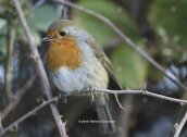 Κοκκινολαιμης (Erithacus rubecula)