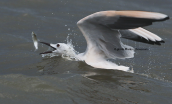 Λεπτοραμφος γλαρος (Chroicocephalus genei) στη λιμνοθαλασσα Ωρωπου