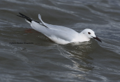 Λεπτοραμφος γλαρος (Chroicocephalus genei) στη λιμνοθαλασσα Ωρωπου