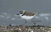 Θαλασσοσφυριχτης (Charadrius alexandrinus) στη λιμνοθαλασσα Ωρωπου