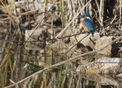 Αλκυονα (Alcedo atthis) στο παρκο Τριτση