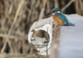 Αλκυονα (Alcedo atthis) στο παρκο Τριτση
