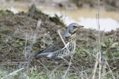 Κεδροτσιχλα (Turdus pilaris) στη Παρνηθα