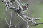 Κεδροτσιχλα (Turdus pilaris) στη Παρνηθα