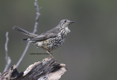 Γερακοτσιχλα (Turdus viscivorus) στη Παρνηθα