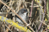 Θηλυκος μαυροτσιροβακος (Sylvia melanocephala) στη Παρνηθα