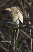 Μικροτσικνιας (Ixobrychus minutus) στο παρκο Τριτση