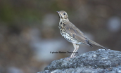 Τσίχλα (Turdus viscivorus) στη Παρνηθα