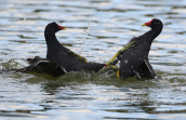 Νεροκοτες  μαχονται (Gallinula chloropus)