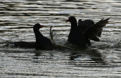Νεροκοτες  μαχονται (Gallinula chloropus)