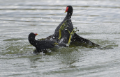 Νεροκοτες  μαχονται (Gallinula chloropus)