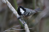 Ελατοπαπαδιτσα (Parus ater) στη Παρνηθα
