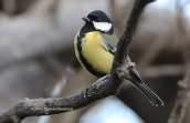 Καλογερος (Parus major) στη Παρνηθα