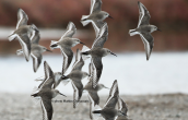 Λασποσκαλιδρες (Calidris alpina) στη λιμνοθαλασσα Ωρωπου