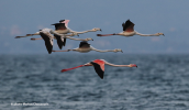 Φοινικοπτερα (Phoenicopterus ruber) στη λιμνοθαλασσα Ωρωπου