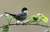 Μαυροτσιροβακος (Sylvia melanocephala) στο Κηφισο