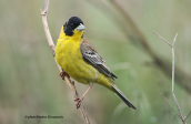 Αμπελουργος Black-headed bunting Emberiza melanocephala