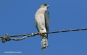Σαινι (Accipiter brevipes)
