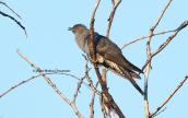 Κουκος (Cuculus canorus)