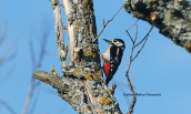 Βαλκανικος δρυοκολαπτης (Dendrocopos syriacus) στις Πρεσπες