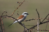 Αετομαχος (Lanius collurio)