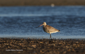 Θαλασσολιμοζα (Limosa lapponica) στη λιμνοθαλασσα Ωρωπου