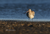 Θαλασσολιμοζα (Limosa lapponica) στη λιμνοθαλασσα Ωρωπου