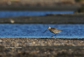 Θαλασσολιμοζα (Limosa lapponica) στη λιμνοθαλασσα Ωρωπου