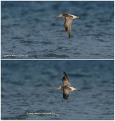 Θαλασσολιμοζα (Limosa lapponica) στη λιμνοθαλασσα Ωρωπου