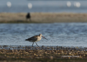 Θαλασσολιμοζα (Limosa lapponica) στη λιμνοθαλασσα Ωρωπου