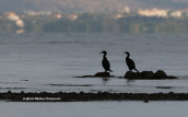 Θαλασσοκορακες (Phalacrocorax aristotelis) στη λιμνοθαλασσα Ωρωπου