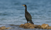 Θαλασσοκορακας (Phalacrocorax aristotelis) στη λιμνοθαλασσα Ωρωπου