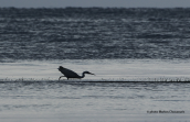 Λευκοτσικνιας (Egretta garzetta) στη λιμνοθαλασσα Ωρωπου