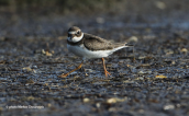 Αμμοσφυριχτης (Charadrius hiaticula) στη λιμνοθαλασσα Ωρωπου