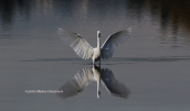 Λευκοτσικνιας (Egretta garzetta) στη λιμνοθαλασσα Ωρωπου