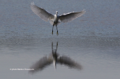 Λευκοτσικνιας (Egretta garzetta) στη λιμνοθαλασσα Ωρωπου