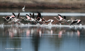 Φοινικοπτερα (Phoenicopterus ruber) στη λιμνοθαλασσα Ωρωπου