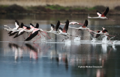 Φοινικοπτερα (Phoenicopterus ruber) στη λιμνοθαλασσα Ωρωπου