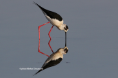 Καλαμοκανας (Himantopus himantopus) στη λιμνοθαλασσα Ωρωπου