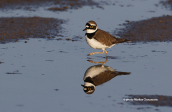 Ποταμοσφυριχτης (Charadrius dubius) στη λιμνοθαλασσα Ωρωπου