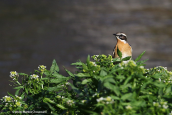 Καστανολαιμης(Saxicola rubetra) στον Κηφισο