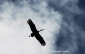 Μαυρος πελαργος (Ciconia nigra) στον ουρανο του Ολυμπου