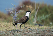 Αγκαθοκαλημανα (Vanellus spinosus)