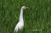 Γελαδαρης (Bubulcus ibis)