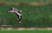Πετροτουρλιδα (Burhinus oedicnemus)