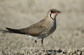Νεροχελιδονο Collared pratincole Glareola pratincola