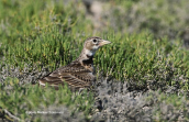 Γαλιαντρα (Melanocorypha calandra)